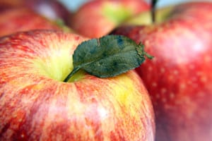 Image of Gala apple