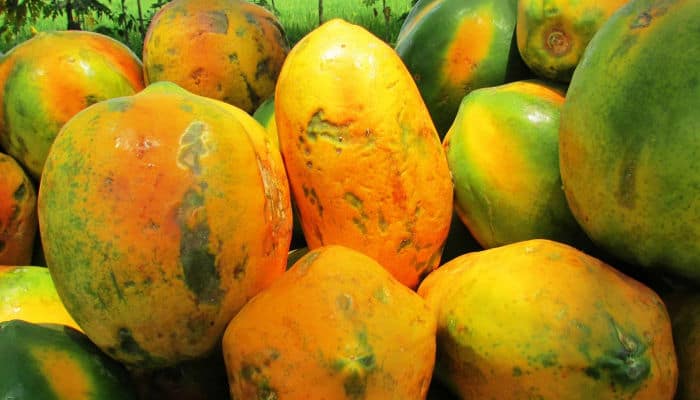 Picture of a bunch of papayas