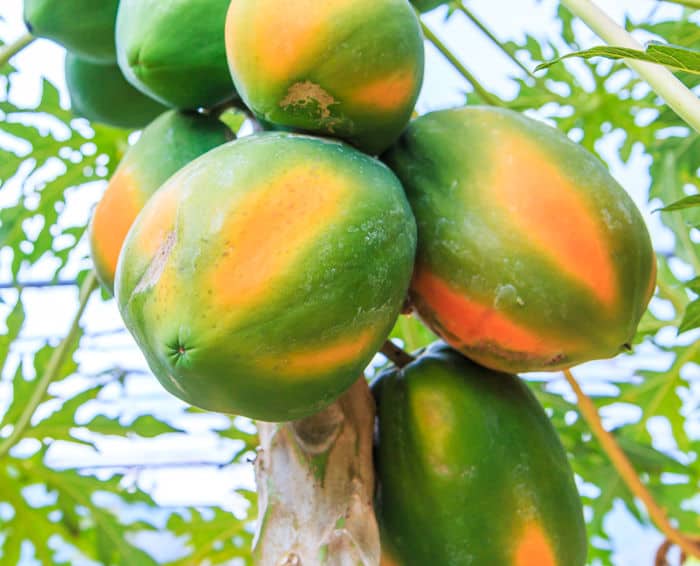 Bild pf Papayas hängen an einem Baum