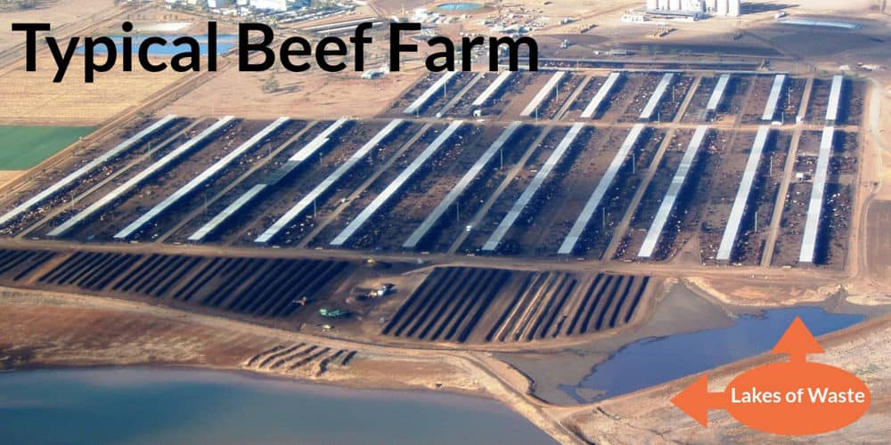 Image of typical beef farm