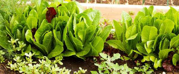 Home vegetable garden