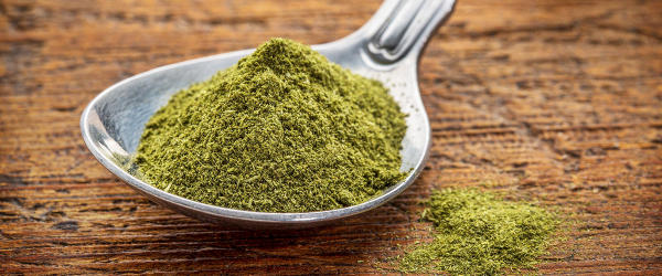 Spoon of wheatgrass powder